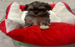 Shih Tzu dogs for sale: Beautiful Shih Tzu puppies - Image 9