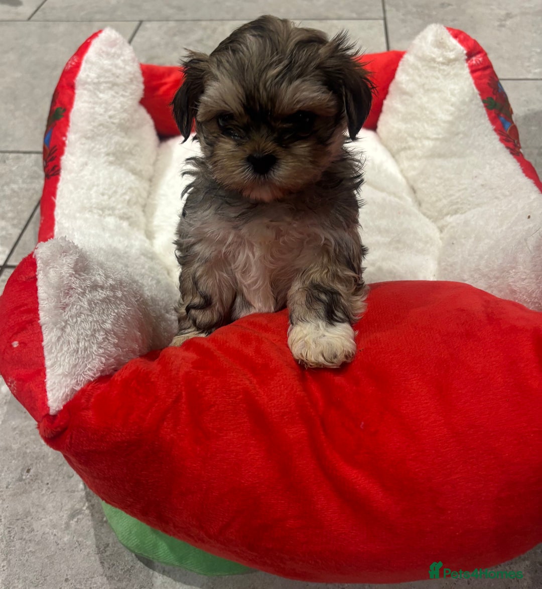 Shih Tzu dogs for sale: Beautiful Shih Tzu puppies - Image 9