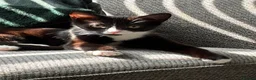 Mixed Breed cats for sale: 2 cats for sale  in Sheffield - Advert 16