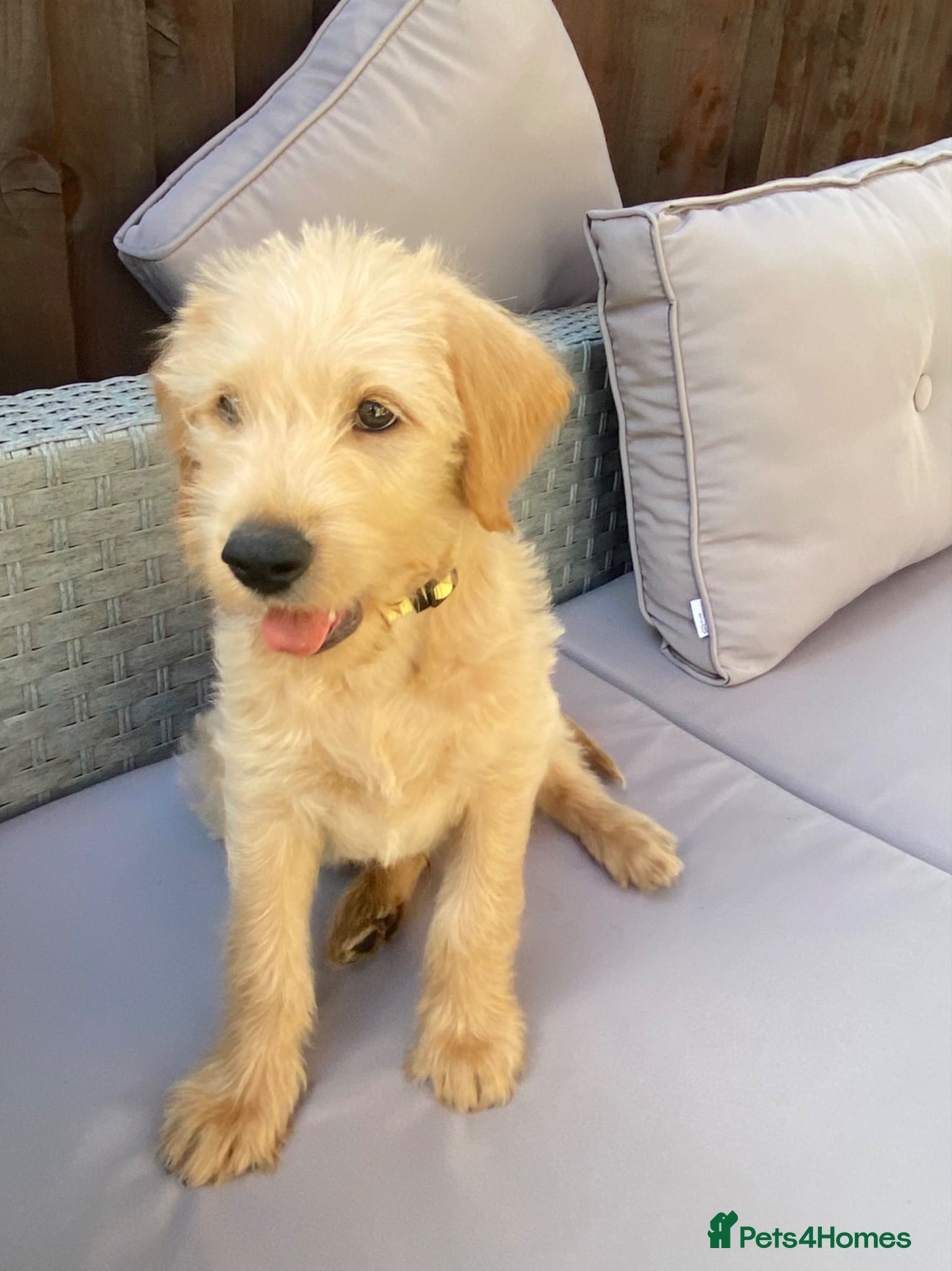 Labradoodle dogs Last Two School Dog Multigen F3 Labradoodles - Advert 1