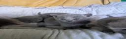 Russian Blue cats for sale: Stunning Russian Blue Kittens–Pedigree&TICA Reg - Advert 8