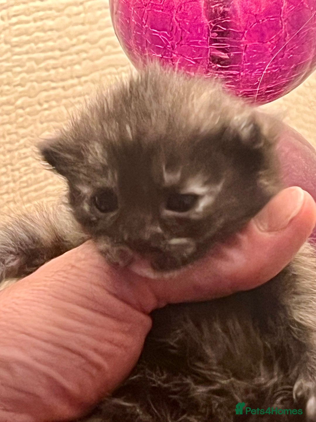 British Longhair cats for sale: 2 adorable kittens looking for their forever home - Image 18