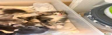Perdoll Kitten 4