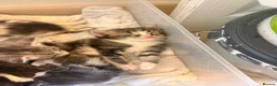 Perdoll cats for sale: Beautiful perdoll kittens available  in Birkenhead - Advert 10