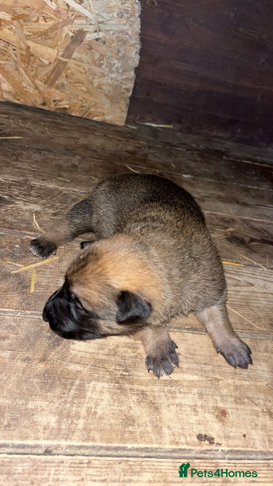 Belgian Shepherd Dog dogs for sale: Beautiful Belgian Malinois Puppies  - Image 11