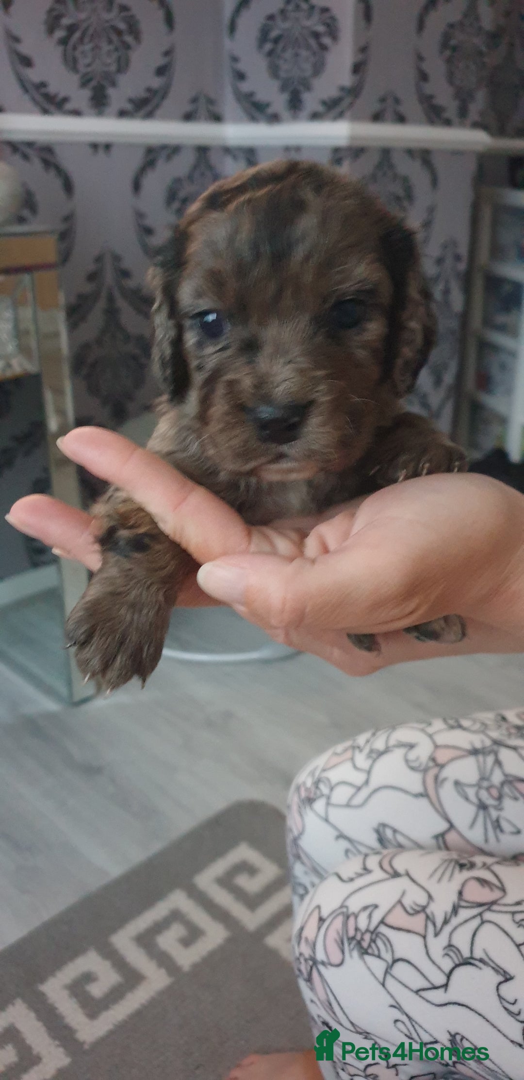 Cocker Spaniel dogs for sale: Cocker spaniel puppies  - Image 8