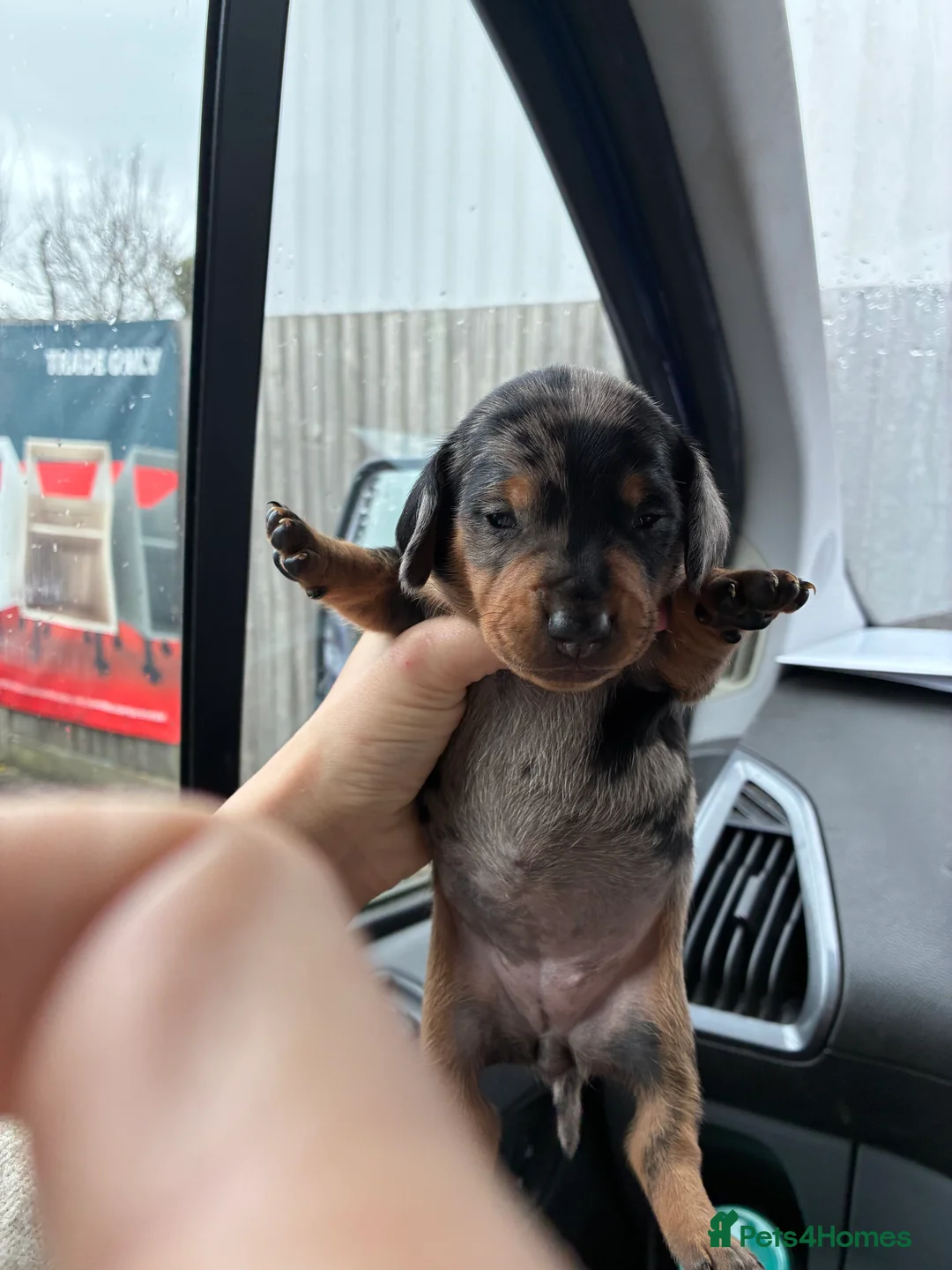 Miniature Dachshund dogs for sale: Gorgeous Minature Daschund Puppies  - Advert 2