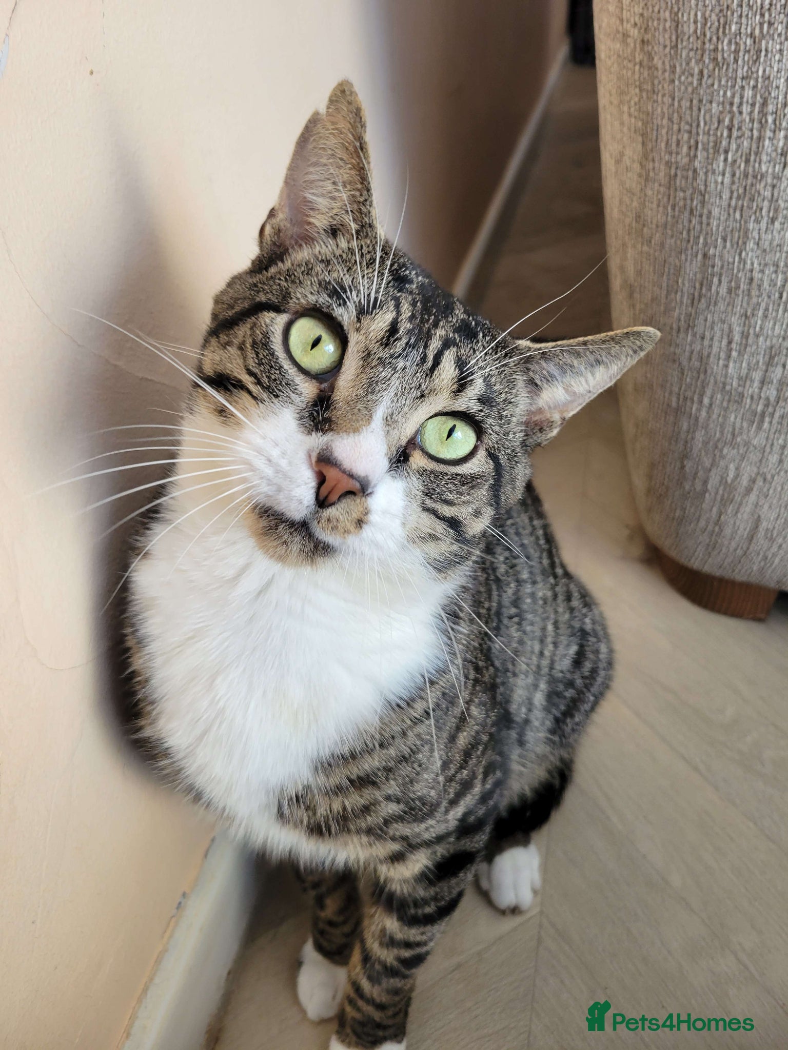 Domestic Shorthair cats Sweet Totoro is looking for his forever home!  - Advert 1