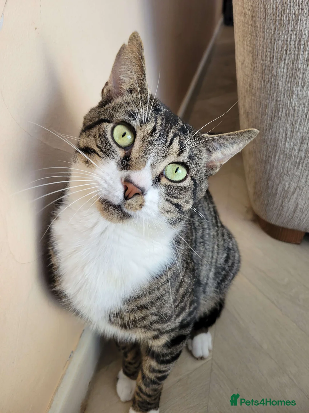 Domestic Shorthair cats for adoption: Sweet Totoro is looking for his forever home!  in Exeter - Advert 1