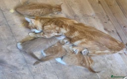Mixed Breed cats for sale: 5 ginger kittens looking for new home  - Image 9