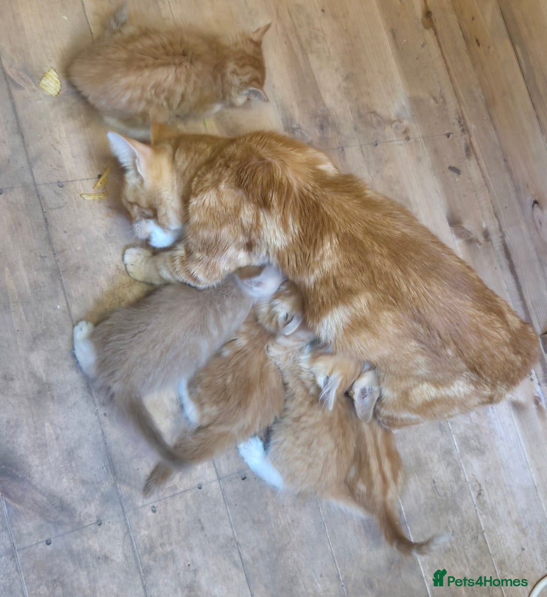 Mixed Breed cats for sale: 5 ginger kittens looking for new home  - Image 9