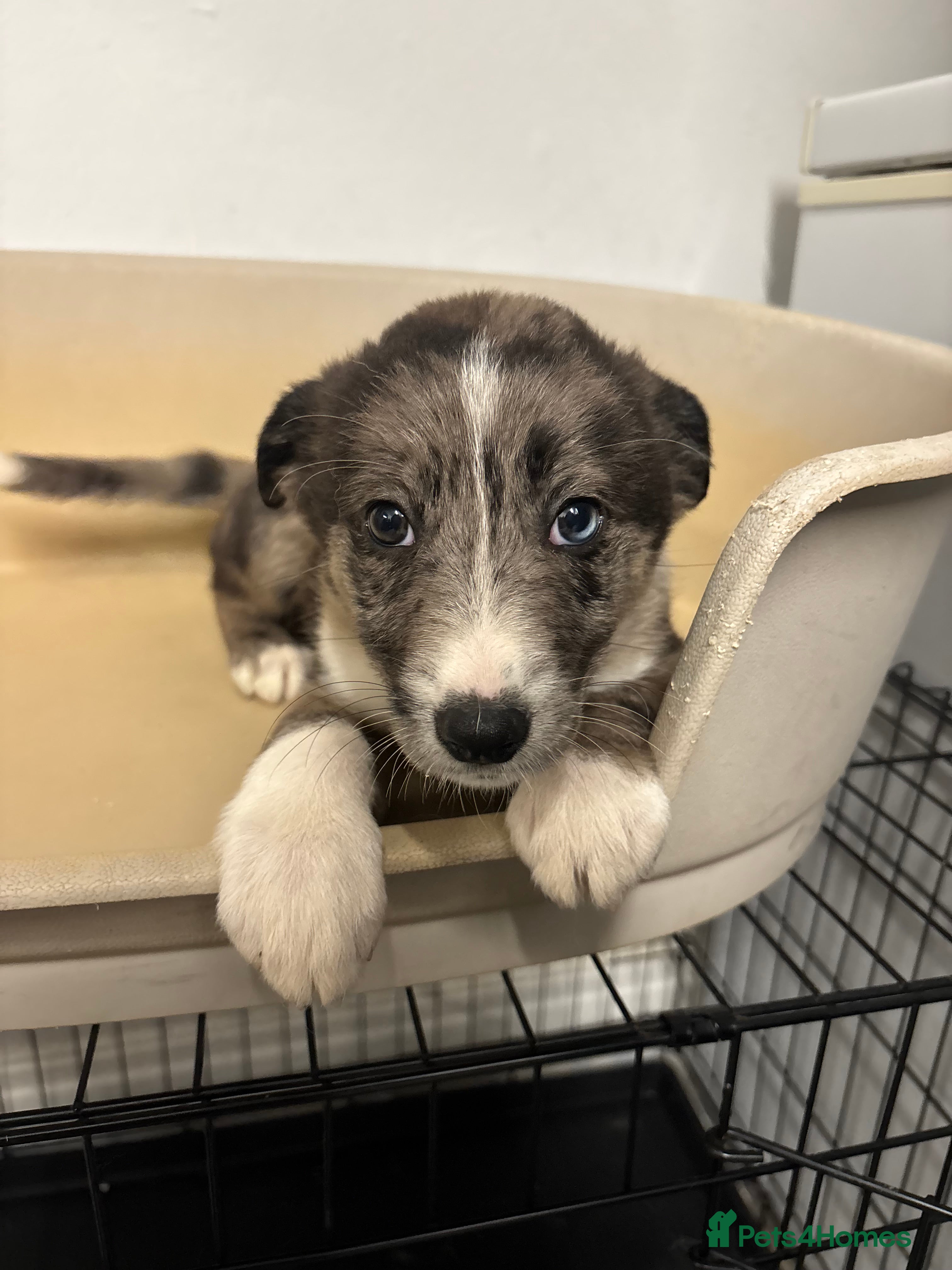 Mixed Breed dogs Malinios x Collie  - Advert 17