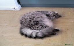 British Longhair cats for sale: Spayed British Longhair Female Adult - Image 14