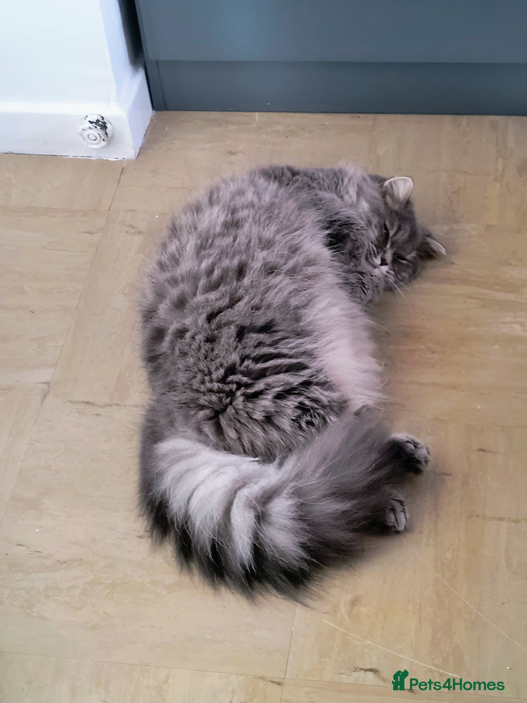 British Longhair cats for sale: Spayed British Longhair Female Adult - Image 14
