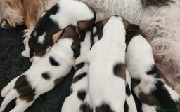 Basset Griffon Vendeen dogs for sale: Griffon grand bassets  - Image 3