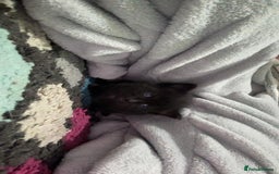 Ragdoll cats for sale: Kittens for sale - Image 3