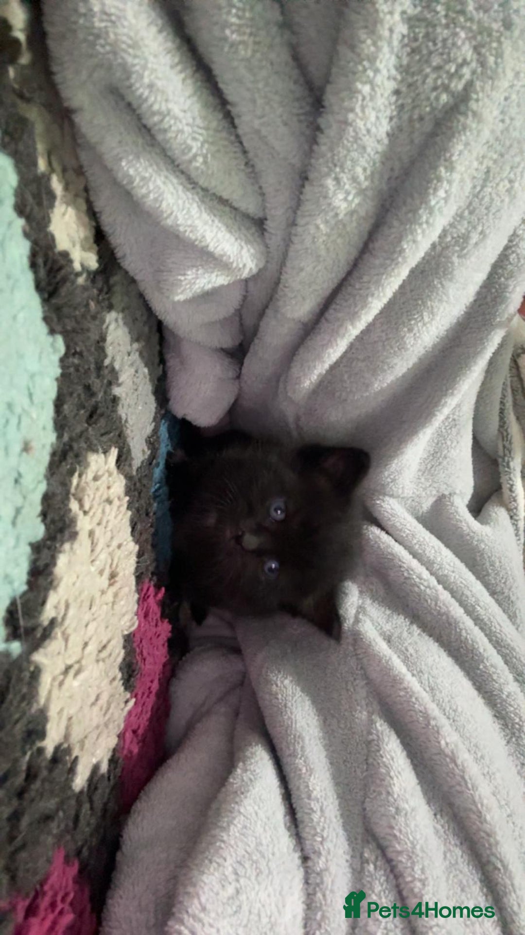 Ragdoll cats for sale: Kittens for sale - Image 3