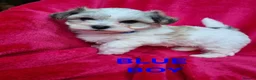 Bichon Frise dogs for sale: Bichon puppies for sale - Advert 4
