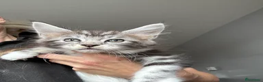 Maine Coon 1