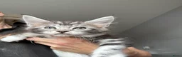 Maine Coon cats for sale: Stunning silver Maine Coon kittens ready now - Advert 10