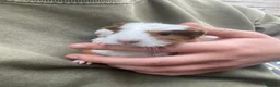 Guinea Pig rodents for sale: Gorgeous guinea pigs  - Advert 10