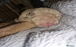 Shar Pei dogs for sale: Male Shar peis - Image 11