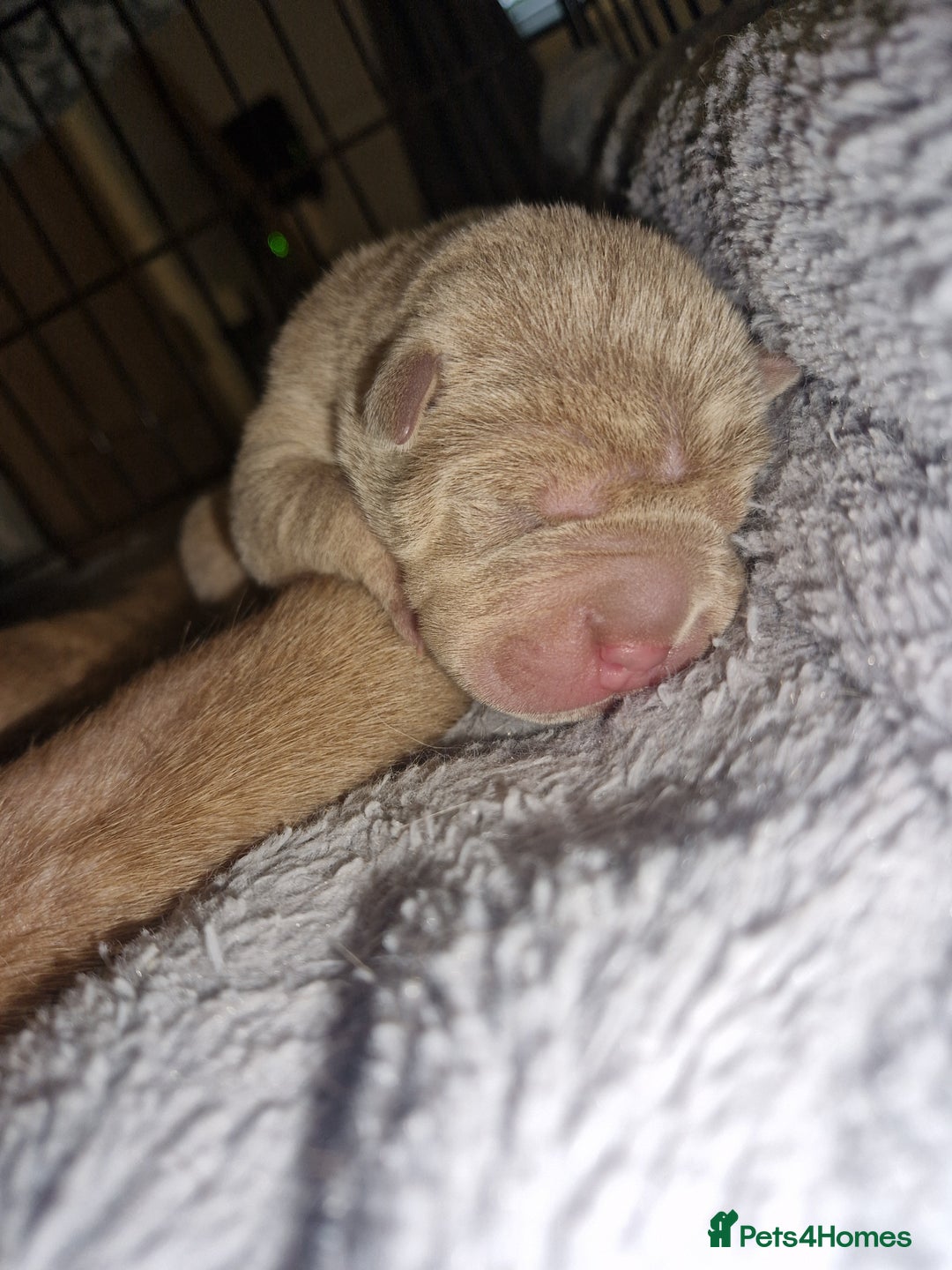 Shar Pei dogs for sale: Male Shar peis - Image 11