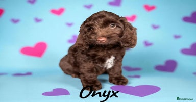 Cockapoo dogs - Advert 10