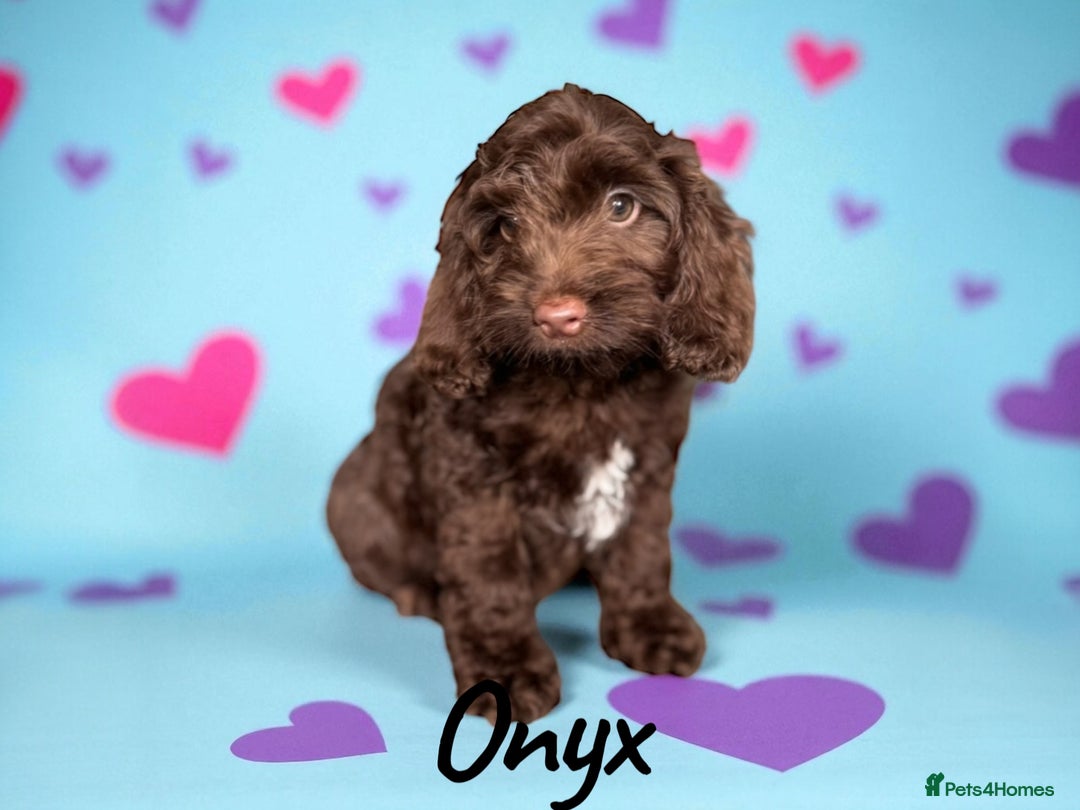 Cockapoo dogs for sale: ⭐️REDUCED⭐️ chocolate tri colour DNA clear F1 - Image 3