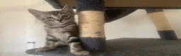 Mixed Breed cats for sale: Savannah x Domestic Black Tom Cat - Advert 24