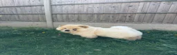 Chow Chow dogs for sale: Adorable Chow Chow in Northampton - Advert 5