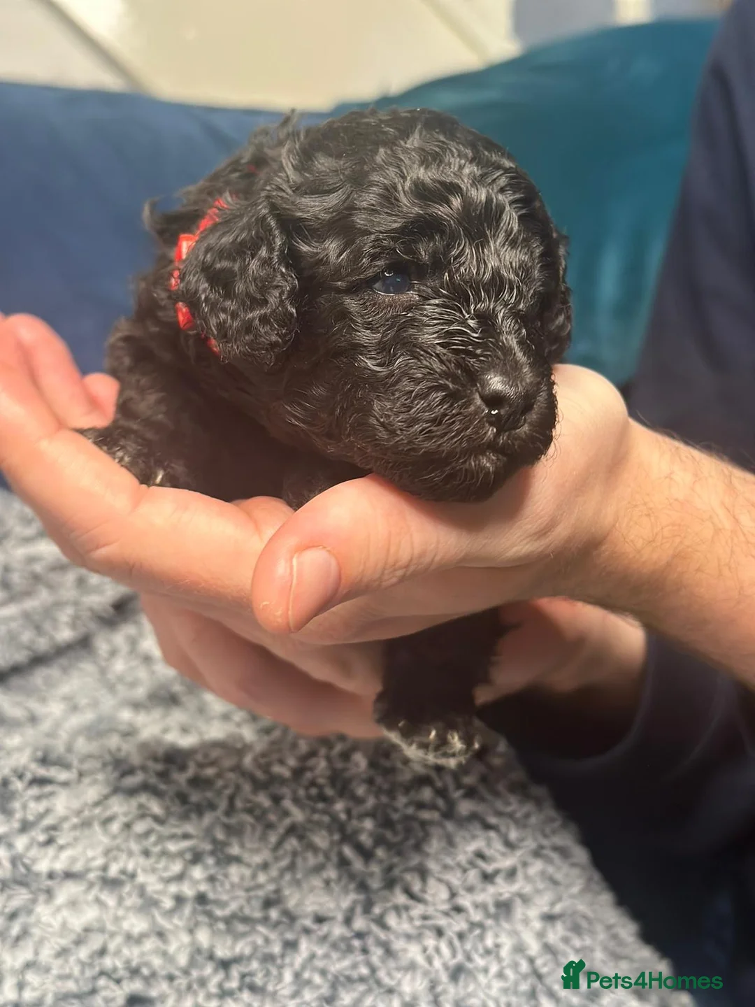 Miniature Poodle dogs for sale: Gorgeous pure bred miniature poodles - Advert 15