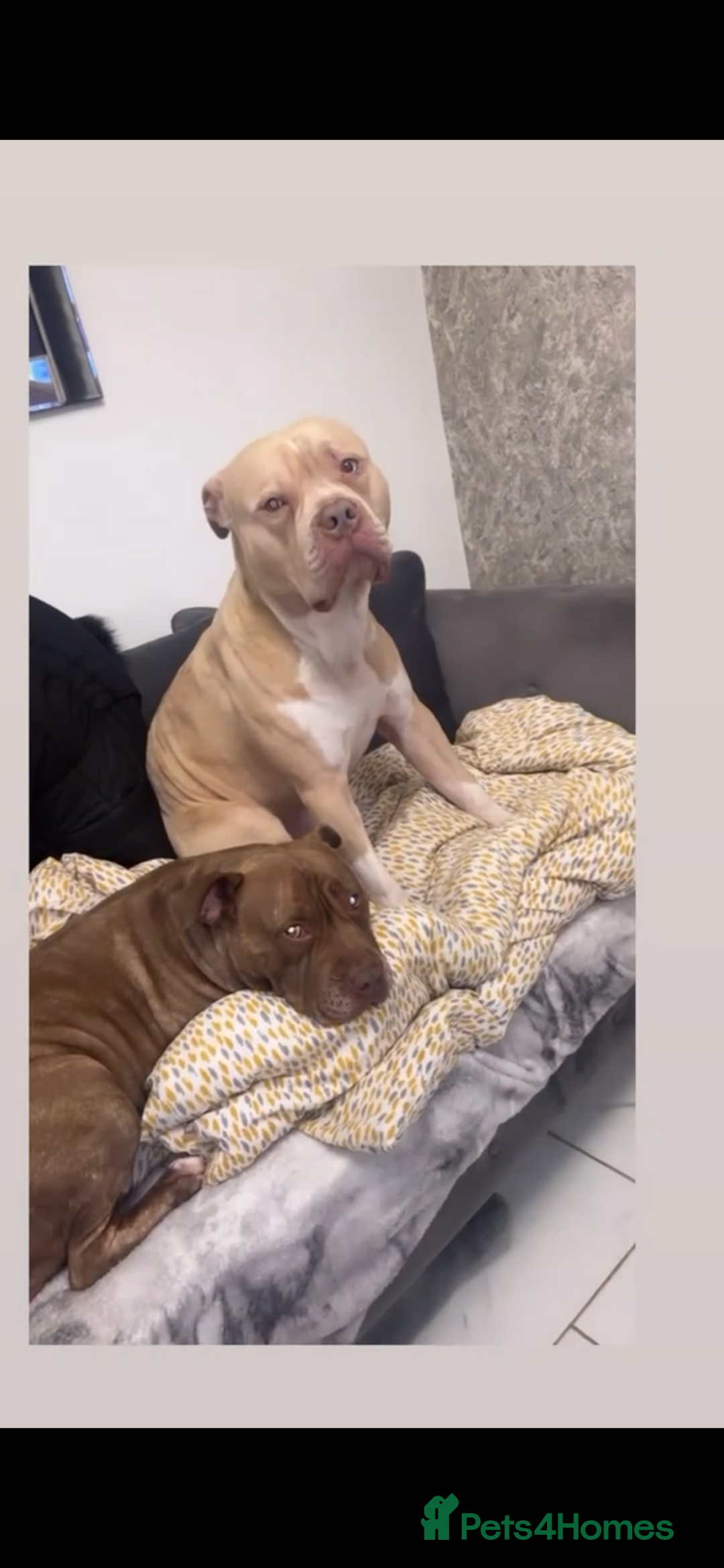 American Bulldog dogs for stud: American bulldog X for stud  - Advert 4