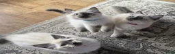 Ragdoll cats for sale: Beautiful ragdolls  - Advert 7