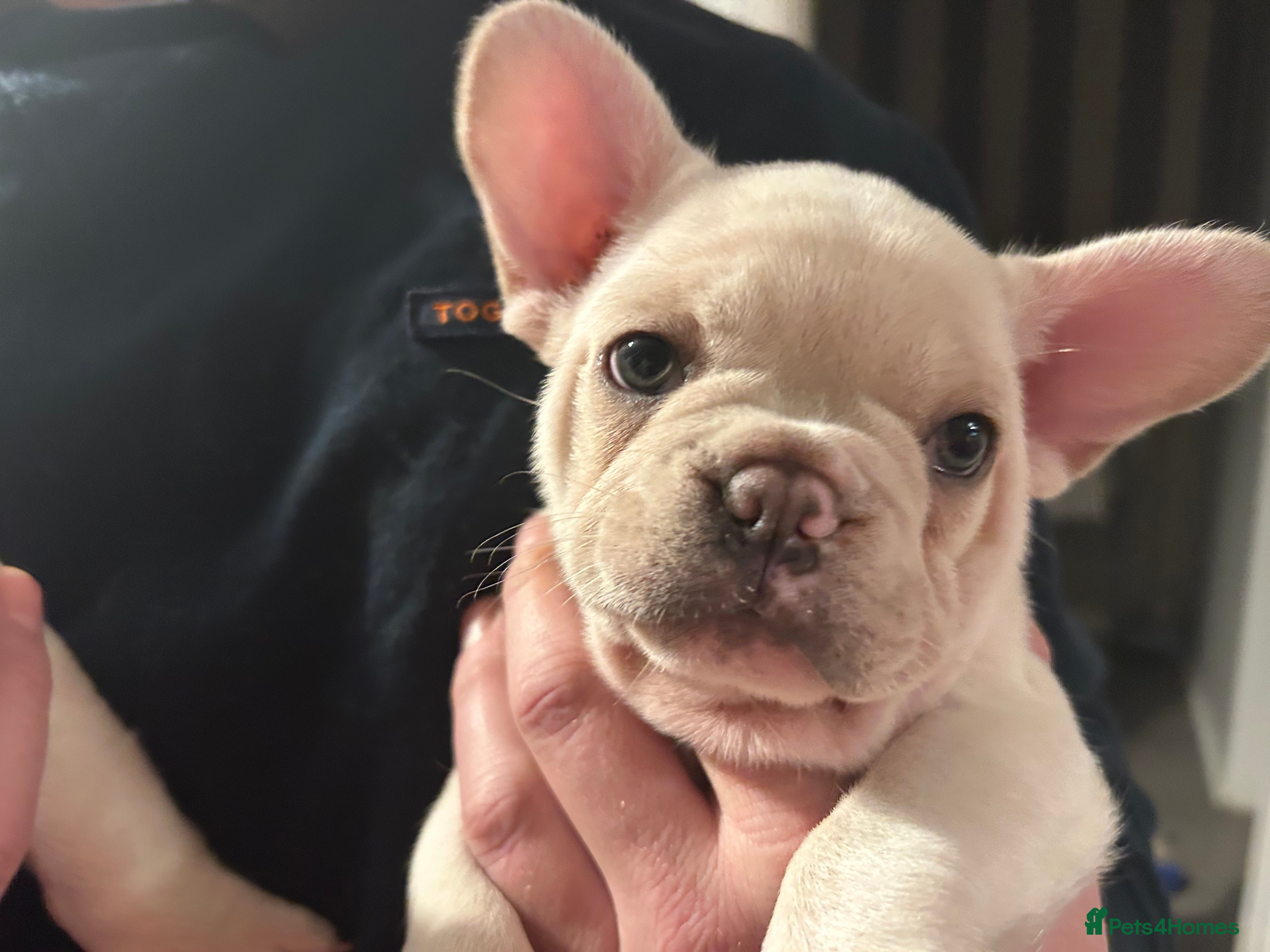 French Bulldog dogs last girl ready to leave now 🐾⚡️ - Advert 14