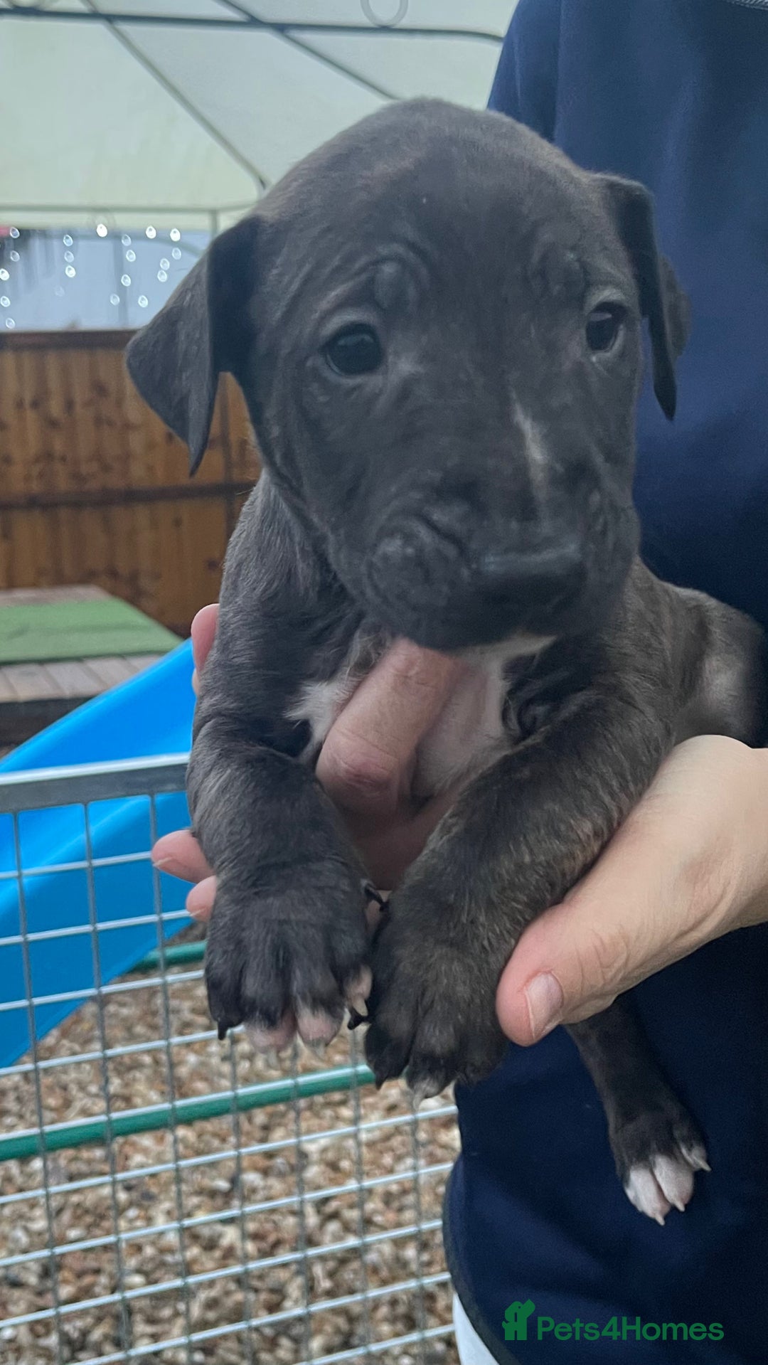 English Bull Terrier dogs for sale: English bull terrier pups - Advert 13