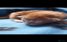 Maine Coon cats for sale: Kittens - Image 5