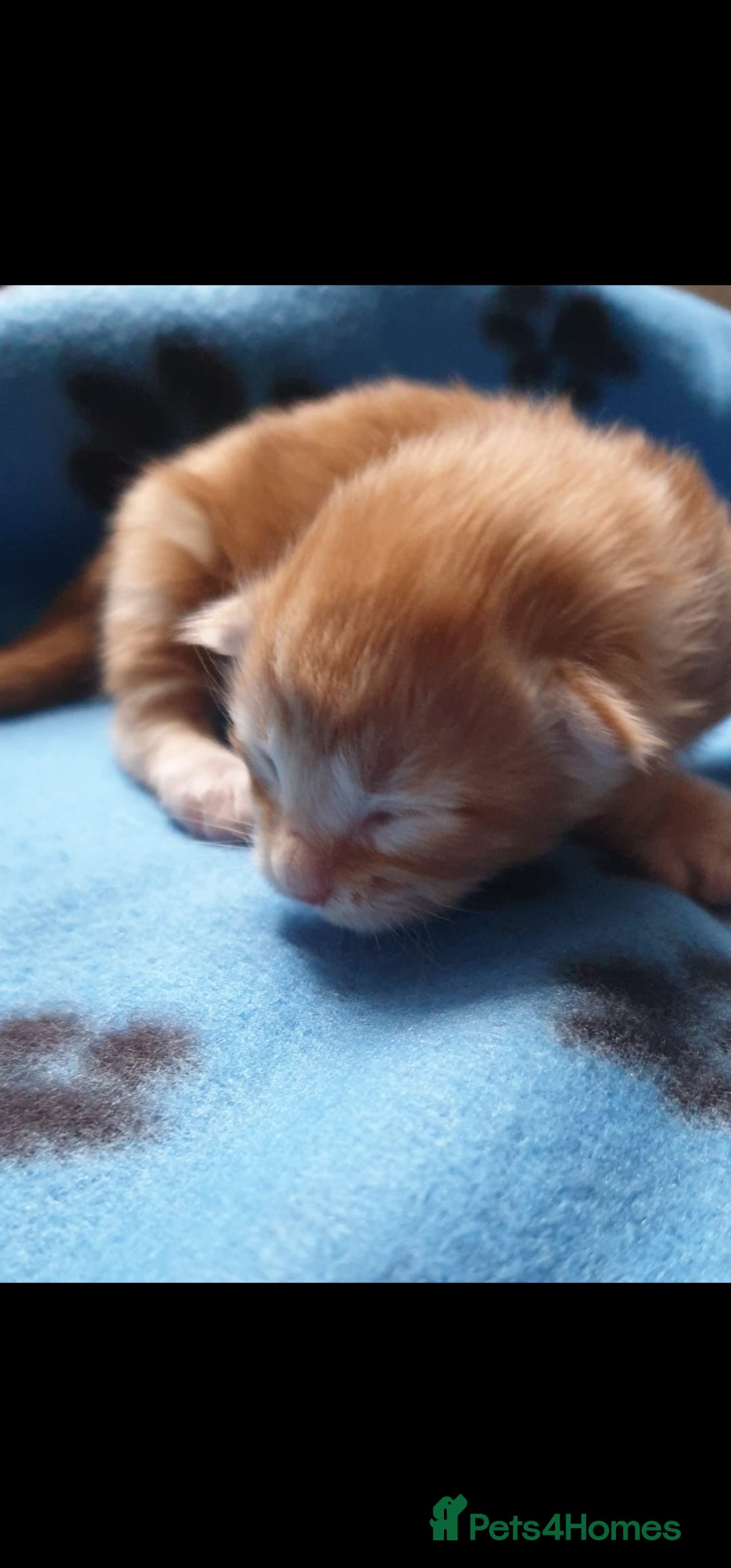 Maine Coon cats for sale: Kittens - Image 5