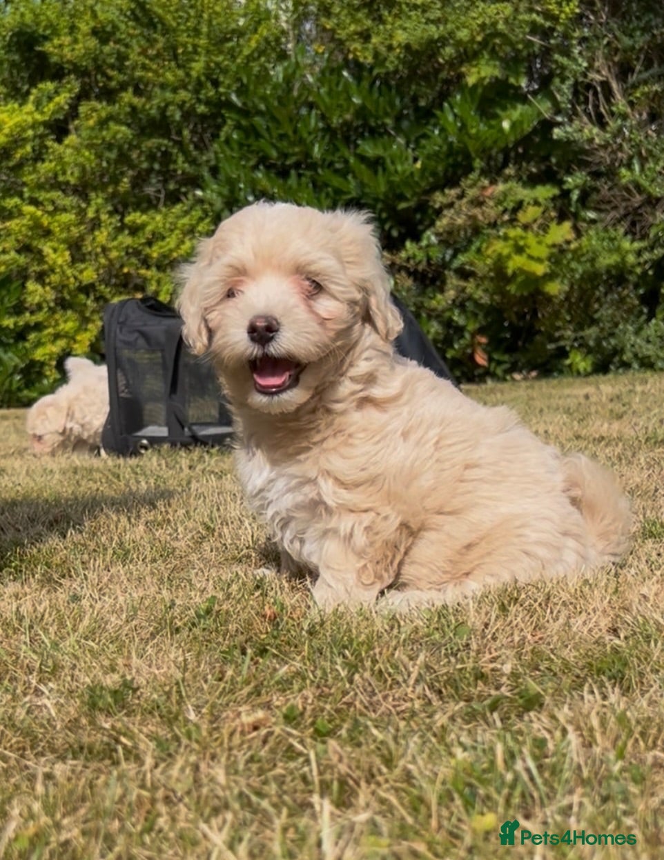 Maltipoo dogs REDUCED Korean Maltipoo puppies  - Advert 5