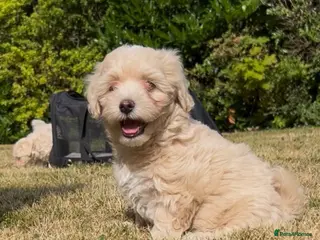 Maltipoo dogs REDUCED Korean Maltipoo puppies - Advert 5