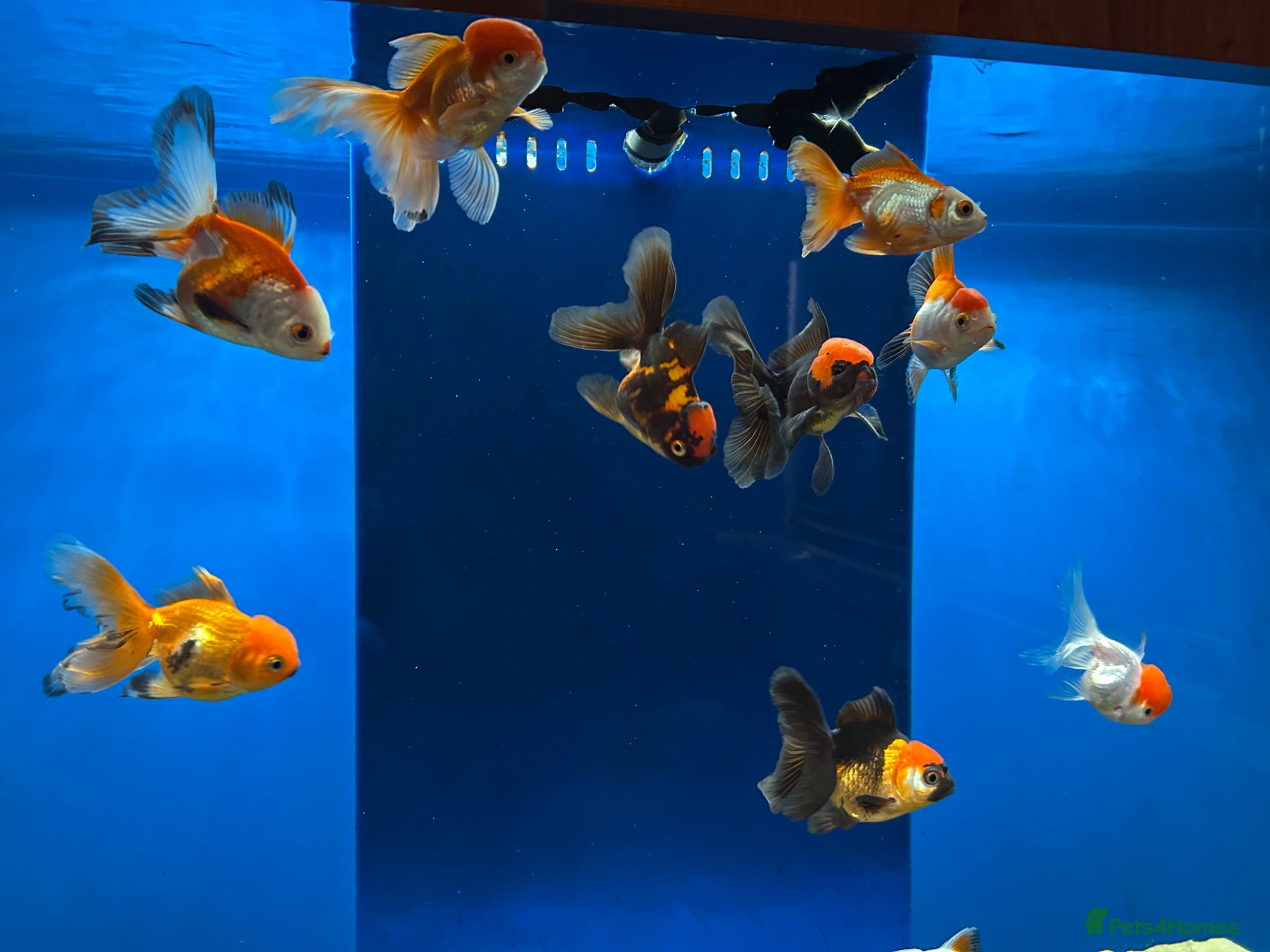 Fancy Goldfish fish Fancy goldfish  - Advert 1