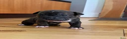 Mixed Breed dogs for sale: 7 Beautiful French Bull Dog Puppies  - Advert 11