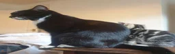 Mixed Breed cats for sale: Beautiful little kittens  - Advert 1
