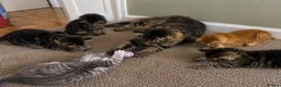 Maine Coon cats for sale: Stunning, friendly pedigree XL Maine Coons last 2! - Advert 1