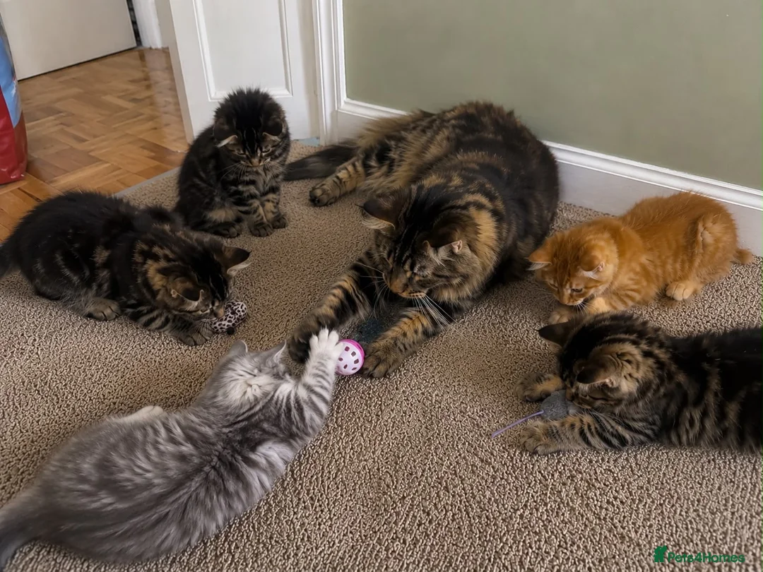 Maine Coon cats for sale: Stunning, friendly pedigree XL Maine Coons last 2! - Advert 1