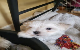 Maltese dogs for sale: Small Fluffy KC Maltese Puppy Family Raised & Love - Image 17