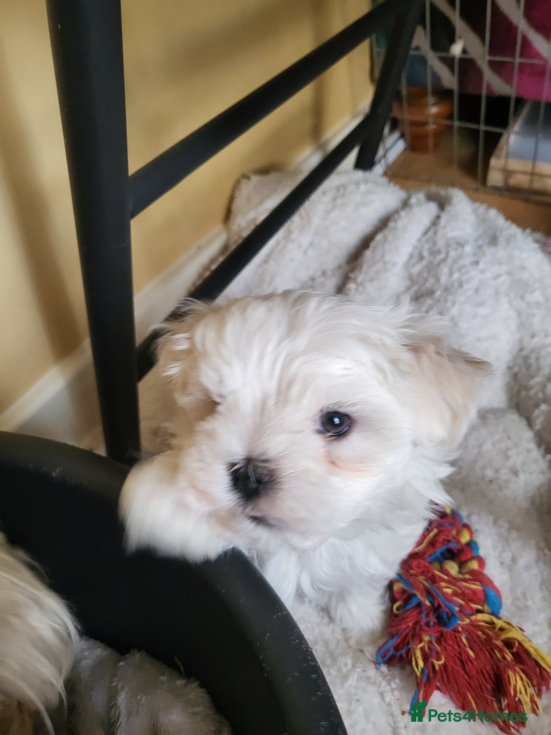 Maltese dogs for sale: Small Fluffy KC Maltese Puppy Family Raised & Love - Image 17