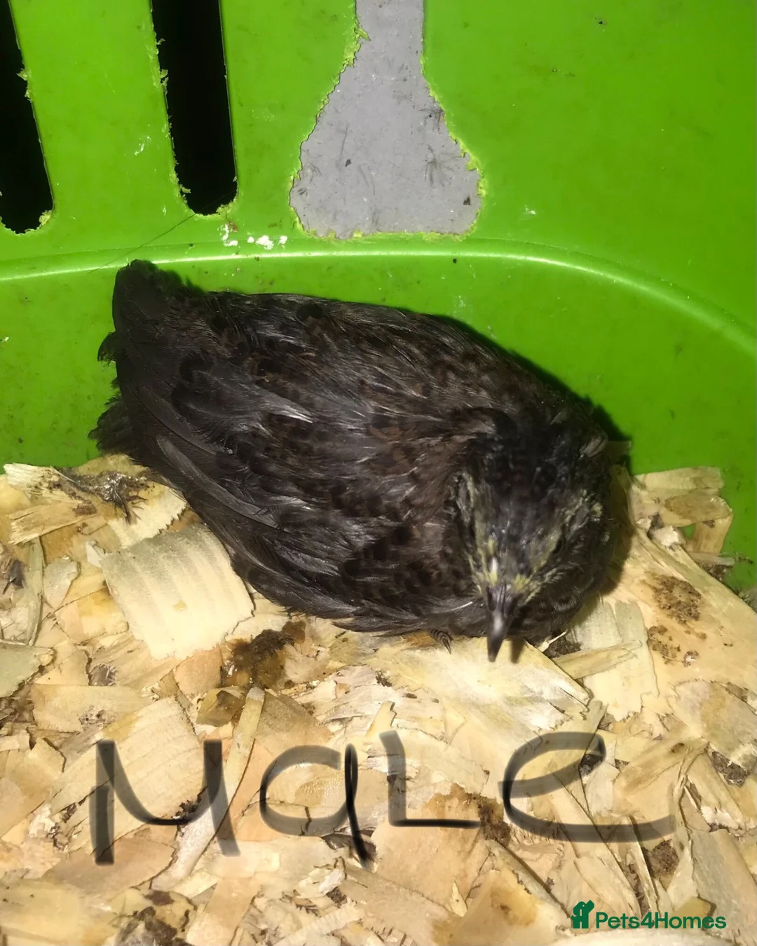 Quail poultry for sale: SEXED QUAILS/CHINESE PAINTED BUTTONS ! - Advert 6