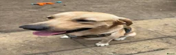 Labrador Retriever dogs for sale: Labrador  - Advert 13
