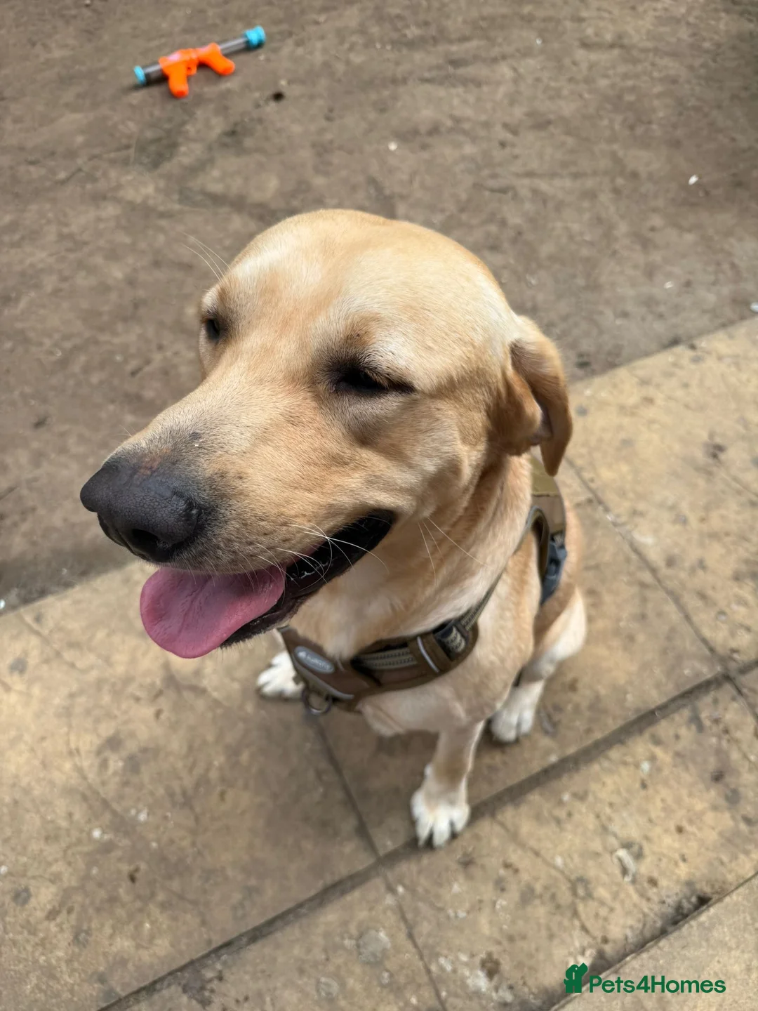 Labrador Retriever dogs for sale: Labrador  - Advert 13